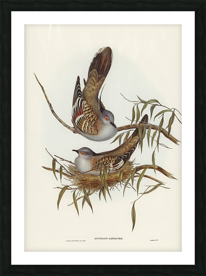 Crested Pigeon Picture Frame print