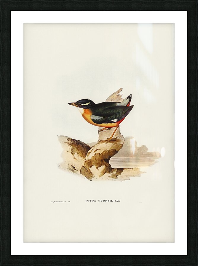 Elegant Pitta Picture Frame print