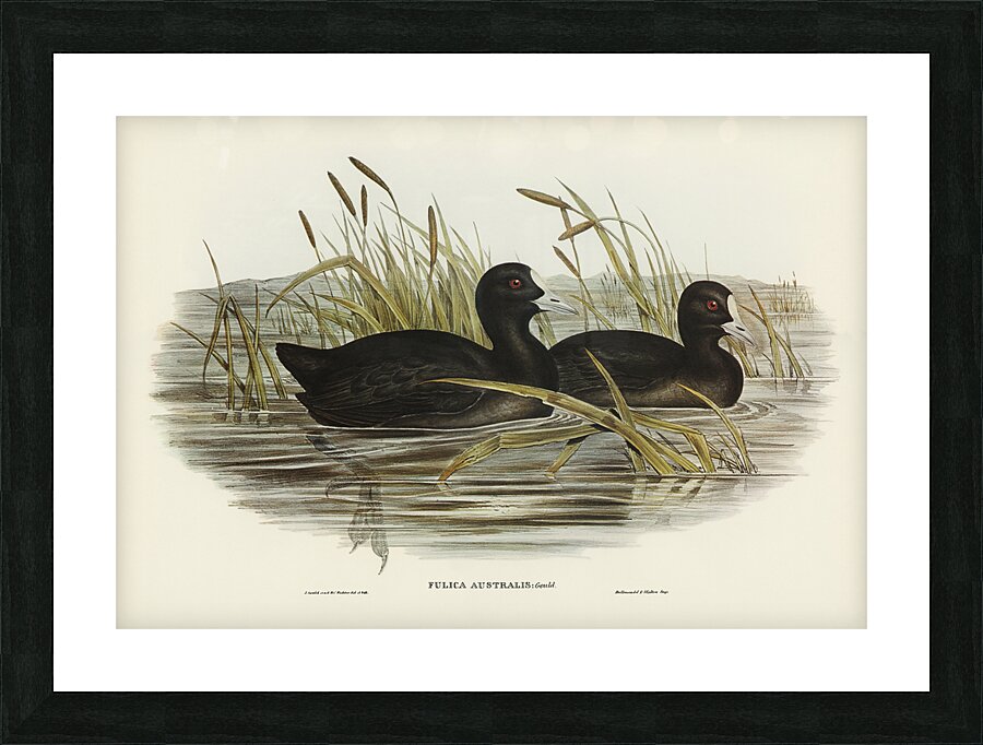 Eurasian Coot Picture Frame print