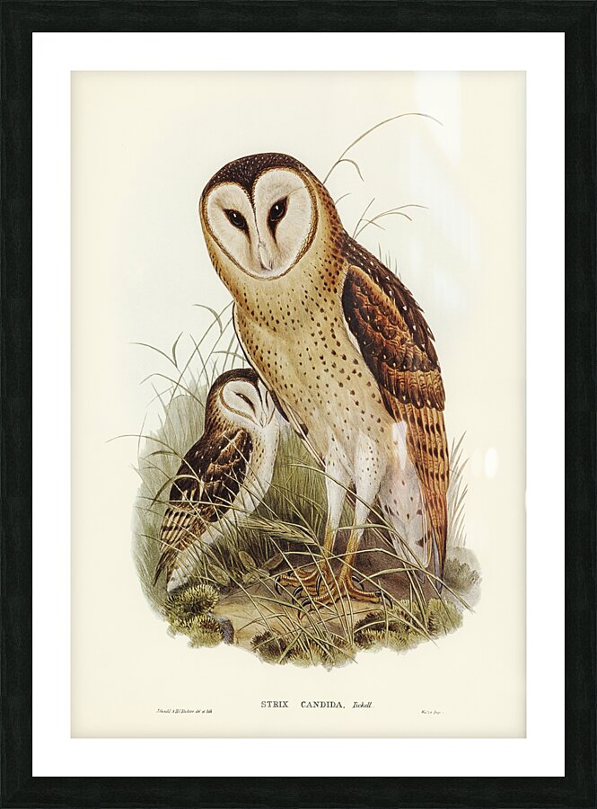 Eastern grass owl Picture Frame print