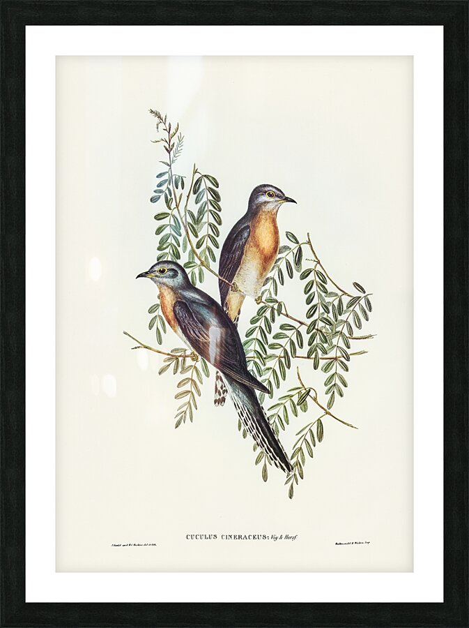Fan Tailed Cuckoo Picture Frame print