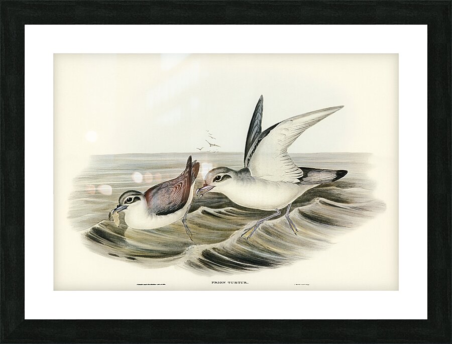 Fairy Prion Picture Frame print