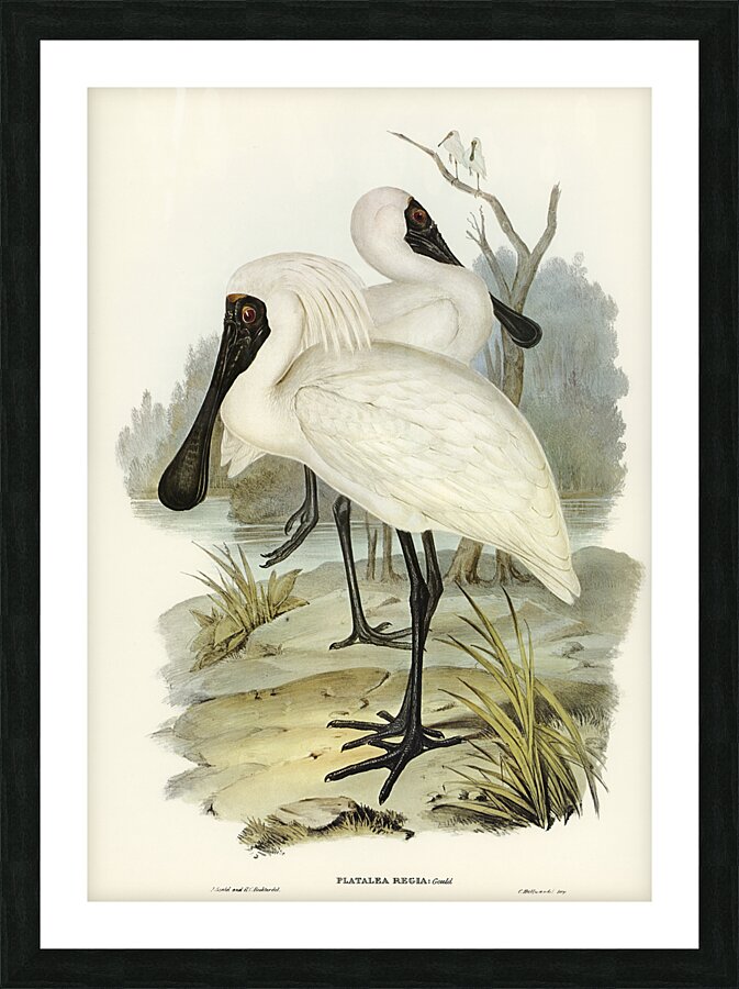 Eurasian Spoonbill Picture Frame print