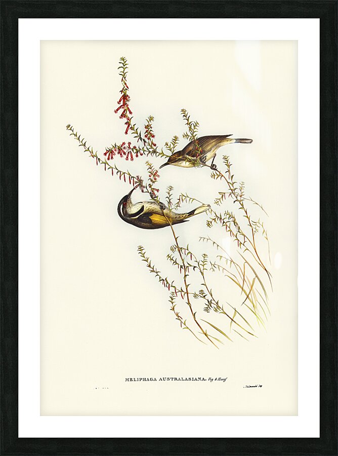 Crescent Honeyeater Picture Frame print