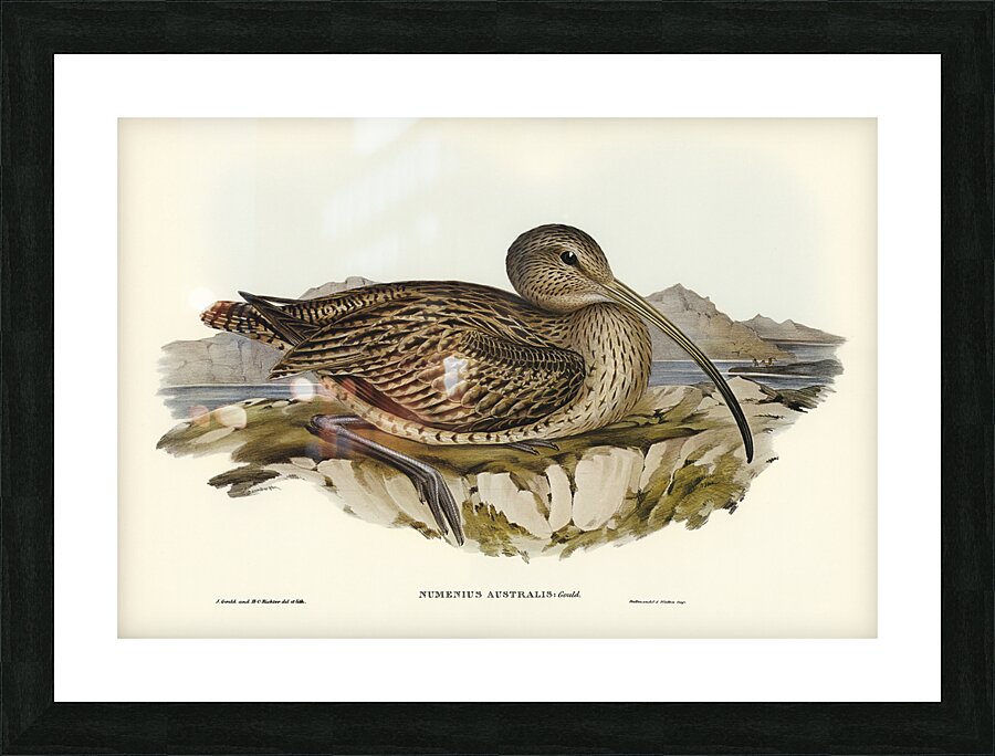 Far Eastern Curlew Picture Frame print