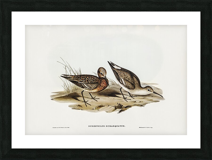 Curlew Sandpiper Picture Frame print