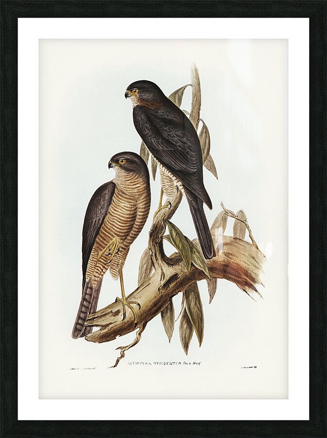 Collared Sparrowhawk Picture Frame print