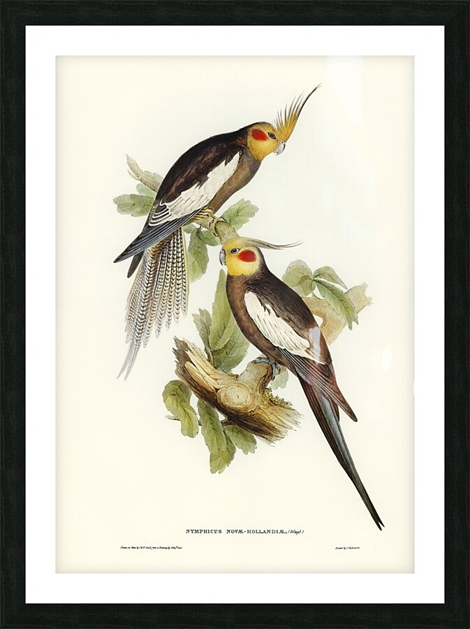 Cockatiel Picture Frame print