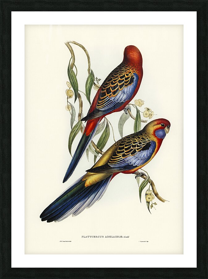 Crimson Rosella Picture Frame print