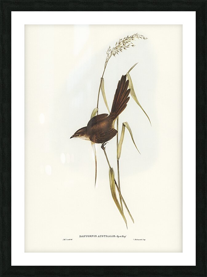 Eastern Bristlebird Picture Frame print