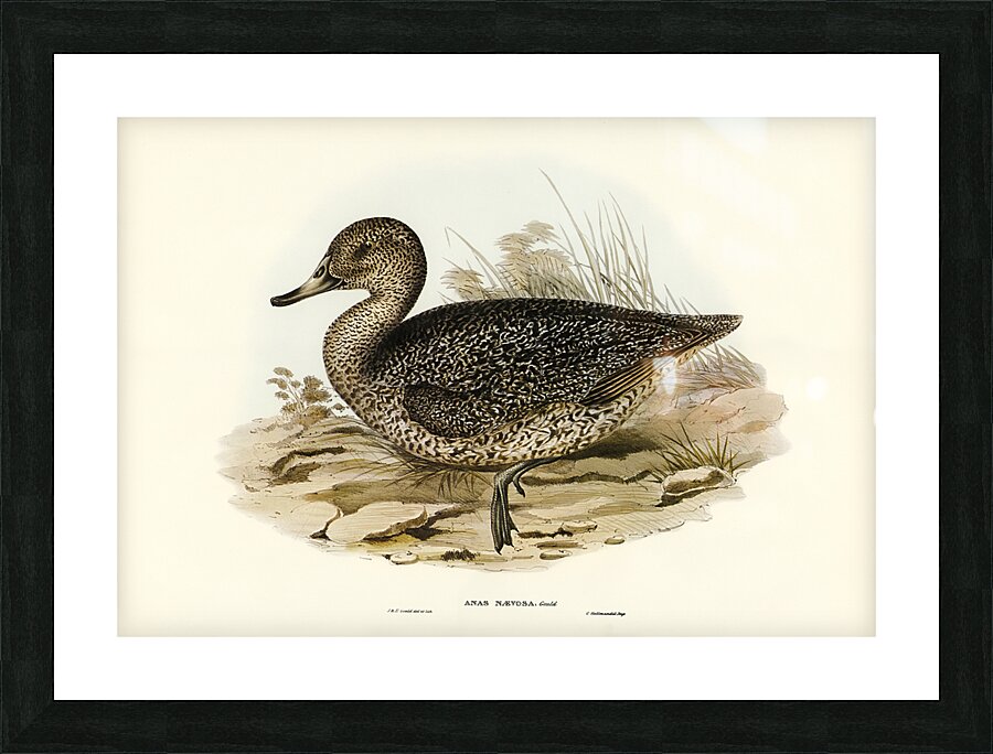 Freckled Duck Picture Frame print