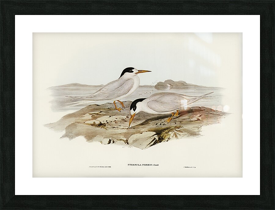 Fairy Tern Picture Frame print