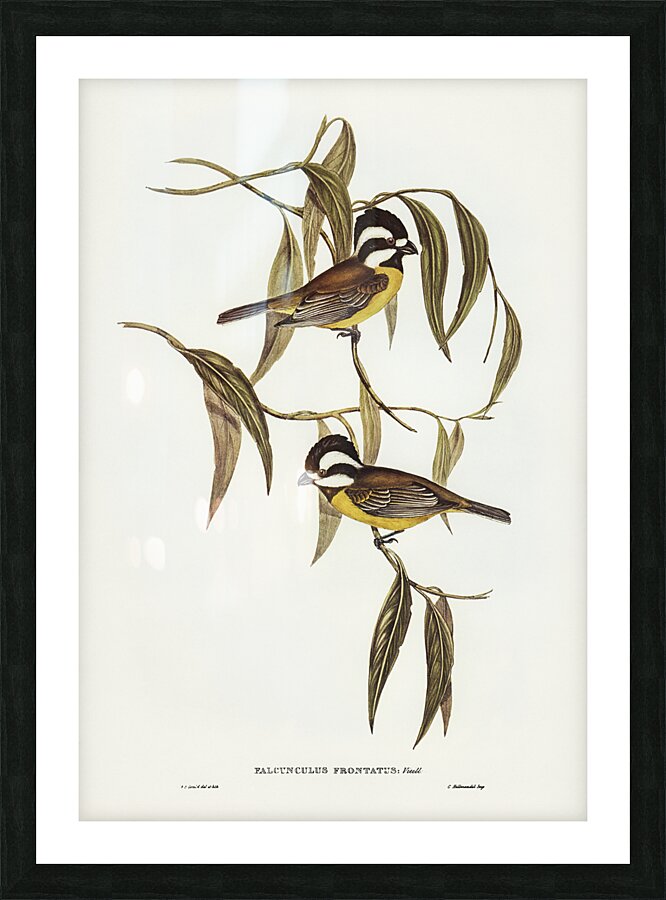 Crested Shriketit Picture Frame print