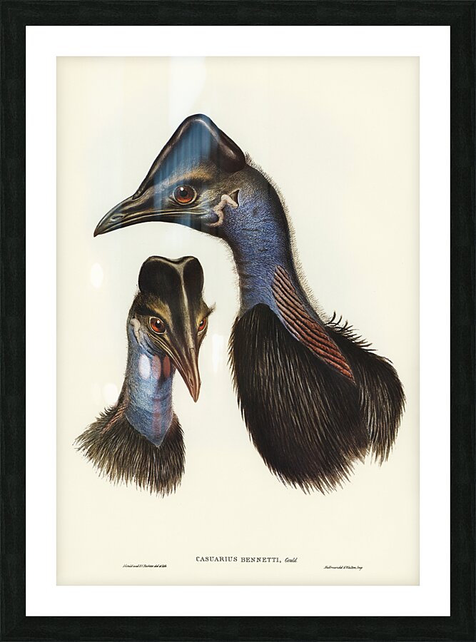 Dwarf cassowary Picture Frame print