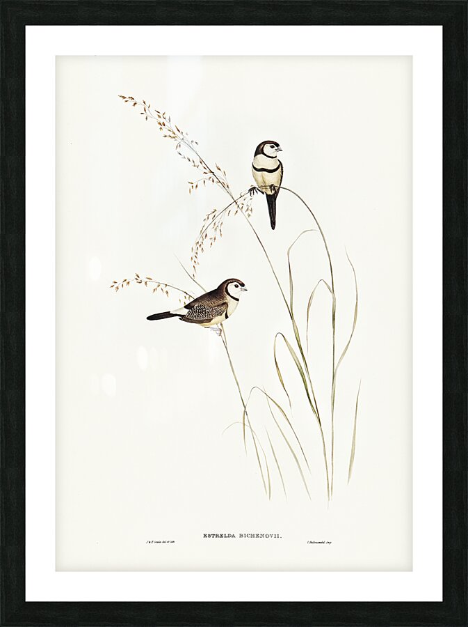 Double Barred Finch Picture Frame print