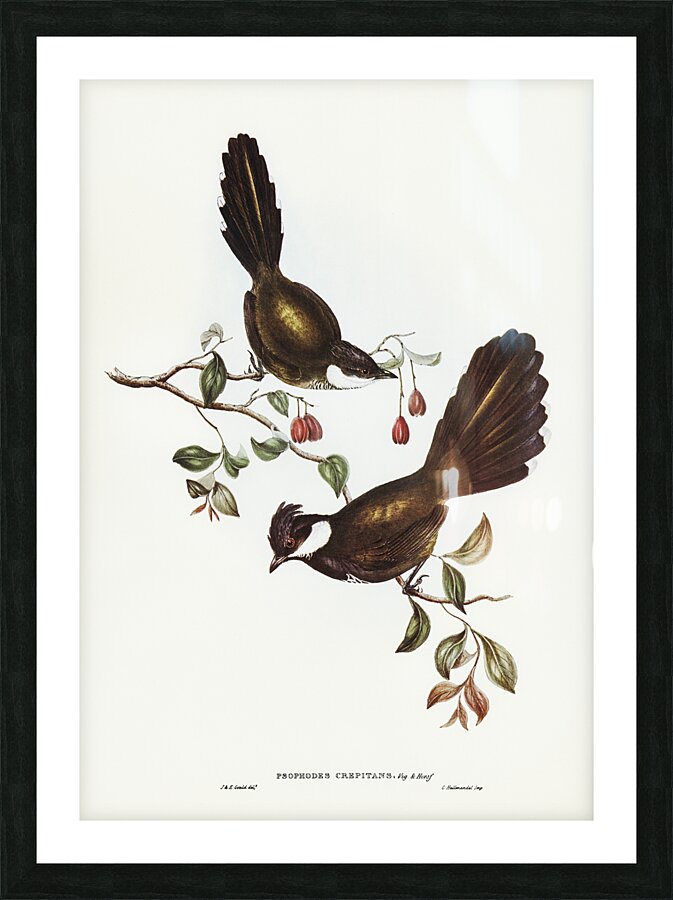Eastern Whipbird Picture Frame print