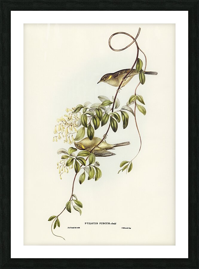 Fuscous Honeyeater Picture Frame print