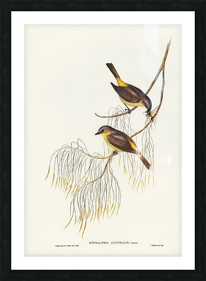 Eastern Yellow Robin Picture Frame print