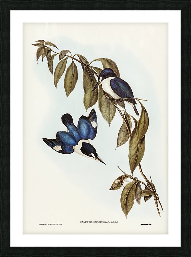 Forest kingfisher Picture Frame print