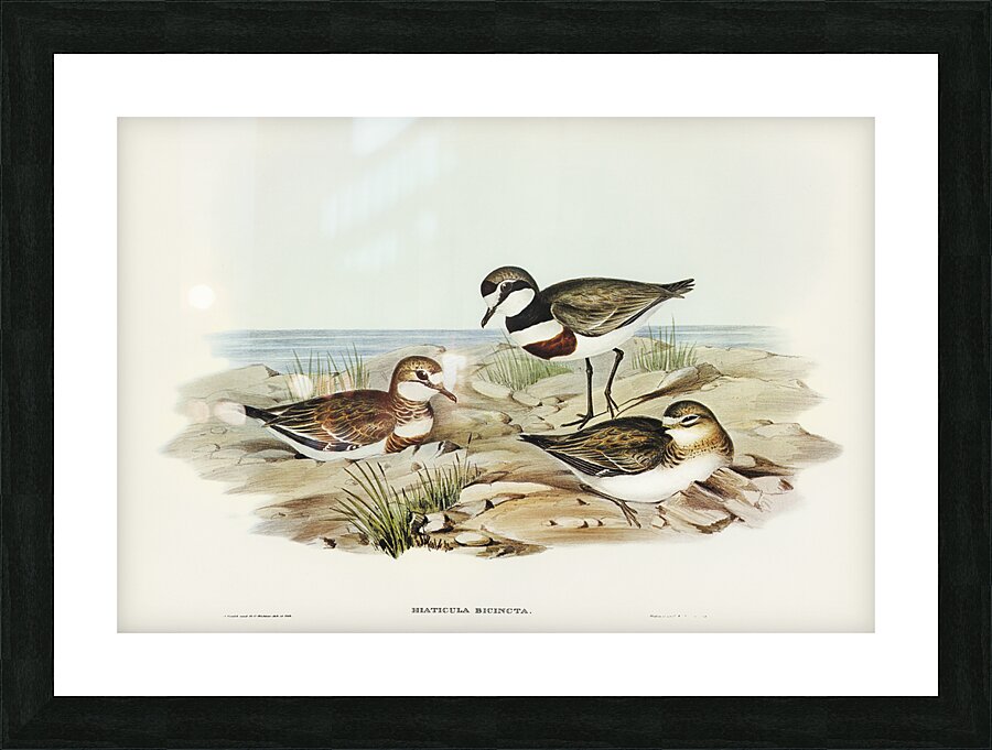 Double Banded Plover Picture Frame print