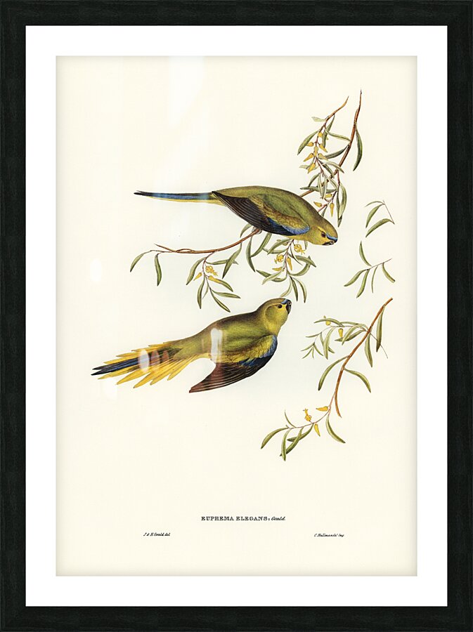 Elegant Parrot Picture Frame print