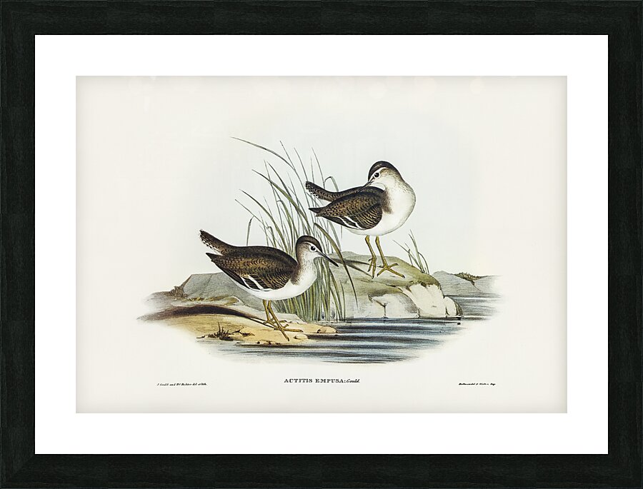 Common Sandpiper Picture Frame print