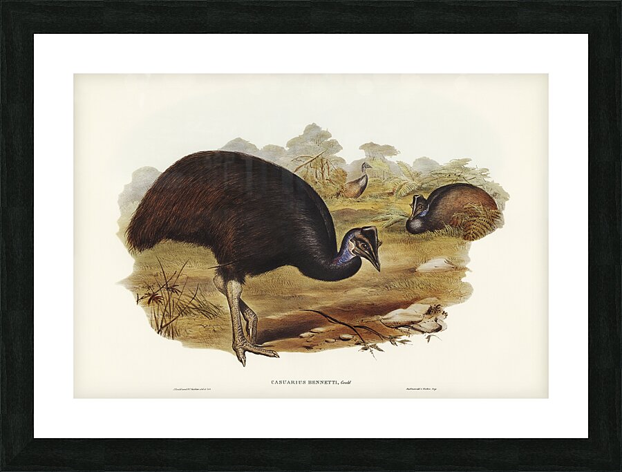 Dwarf Cassowary 2 Picture Frame print