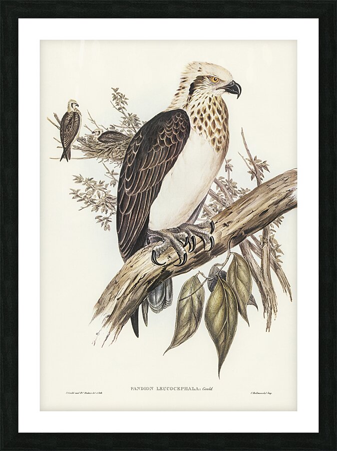 Eastern osprey Picture Frame print