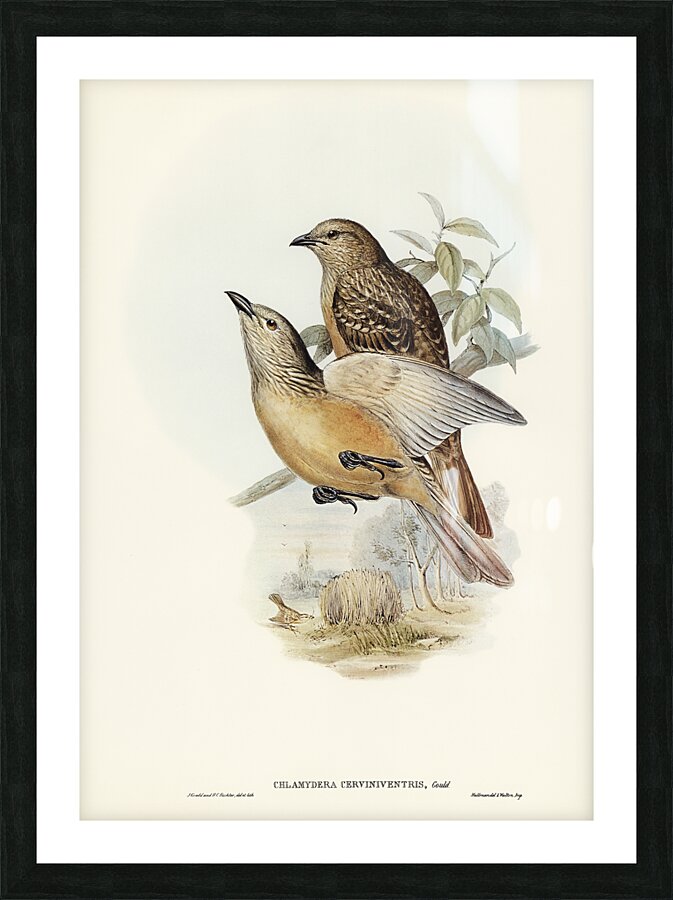 Fawn Breasted Bowerbird Picture Frame print