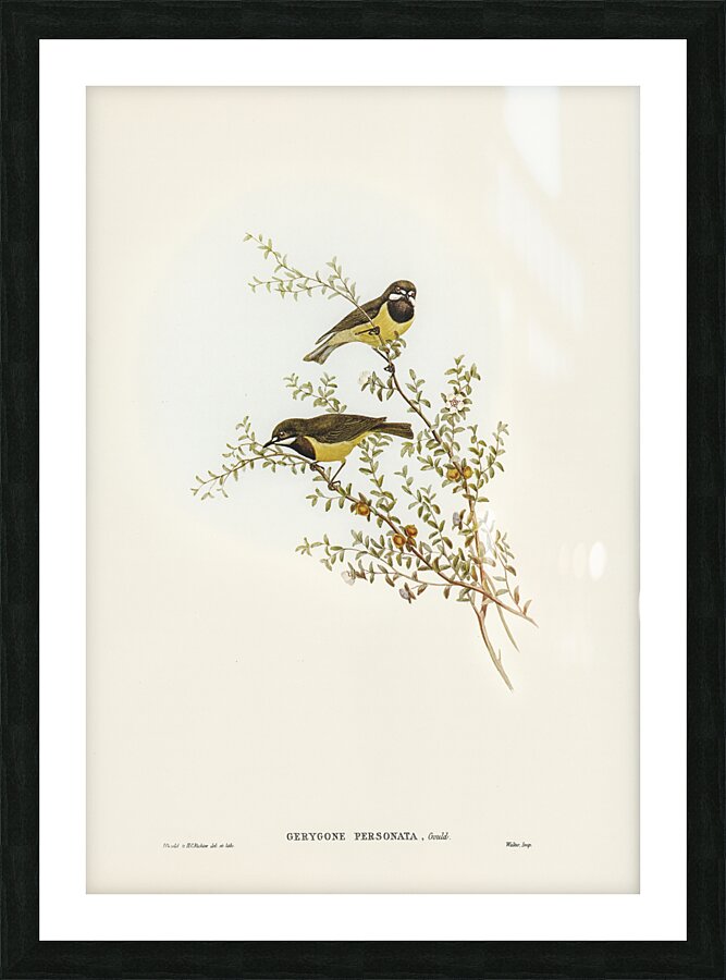 Fairy Gerygone Picture Frame print