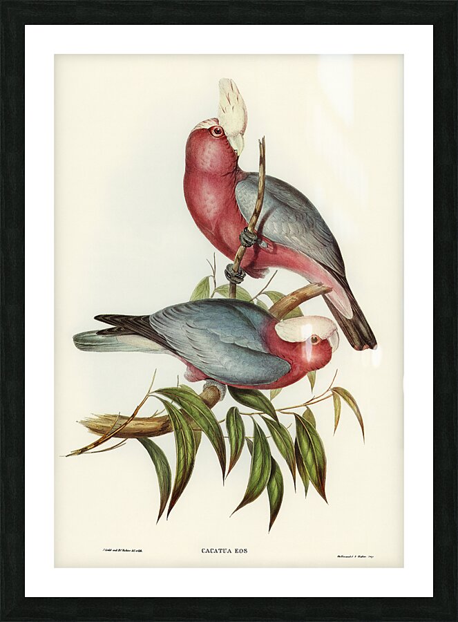 Galah Picture Frame print
