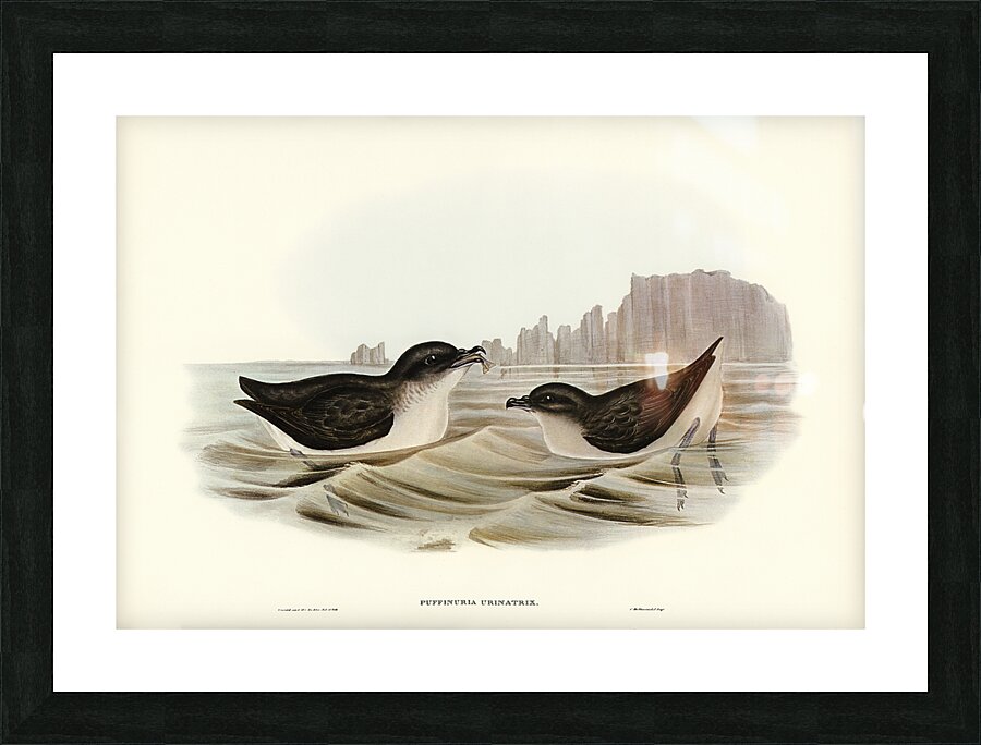 Common Diving Petrel Picture Frame print