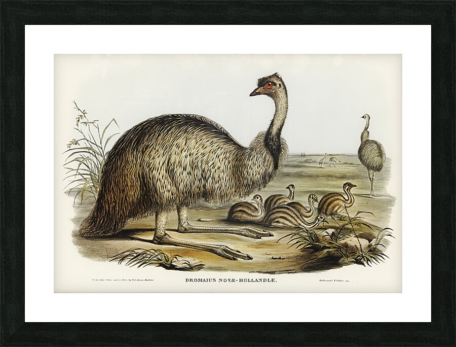 Emu Picture Frame print