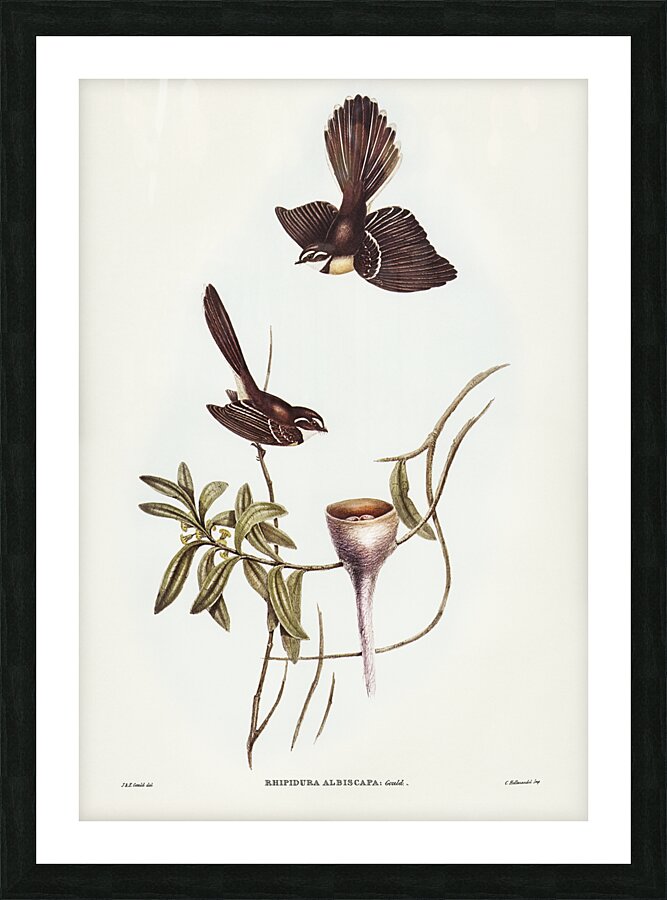 Grey Fantail Picture Frame print