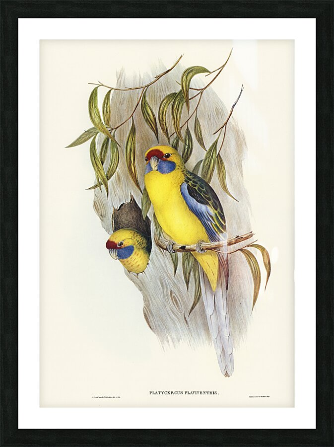 Green Rosella Picture Frame print
