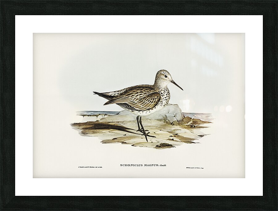Great Knot Picture Frame print