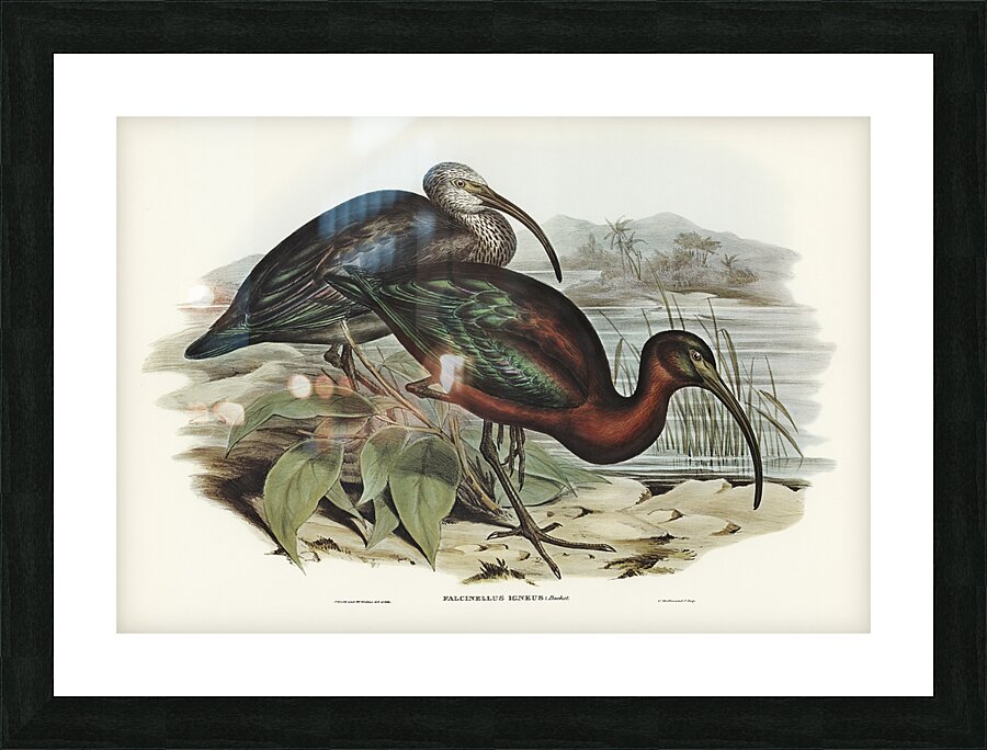 Glossy Ibis Picture Frame print