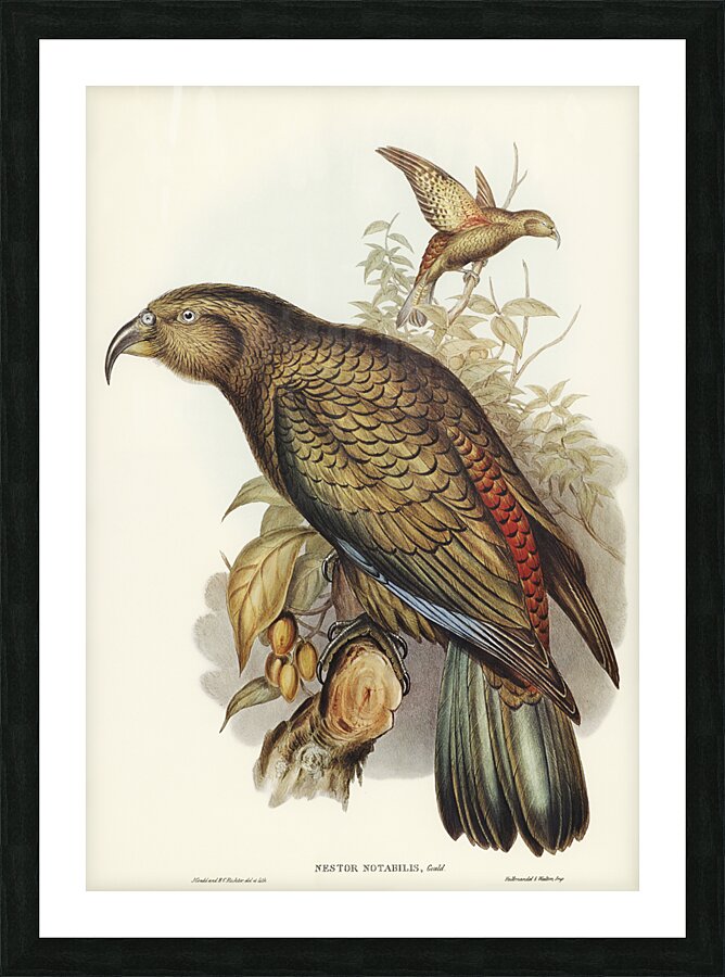 Kea Parrot Picture Frame print