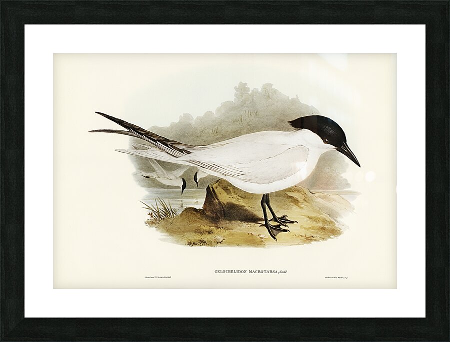 Gull Billed Tern Picture Frame print