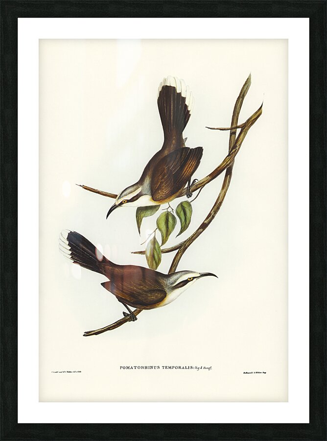 Grey Crowned Babbler Picture Frame print