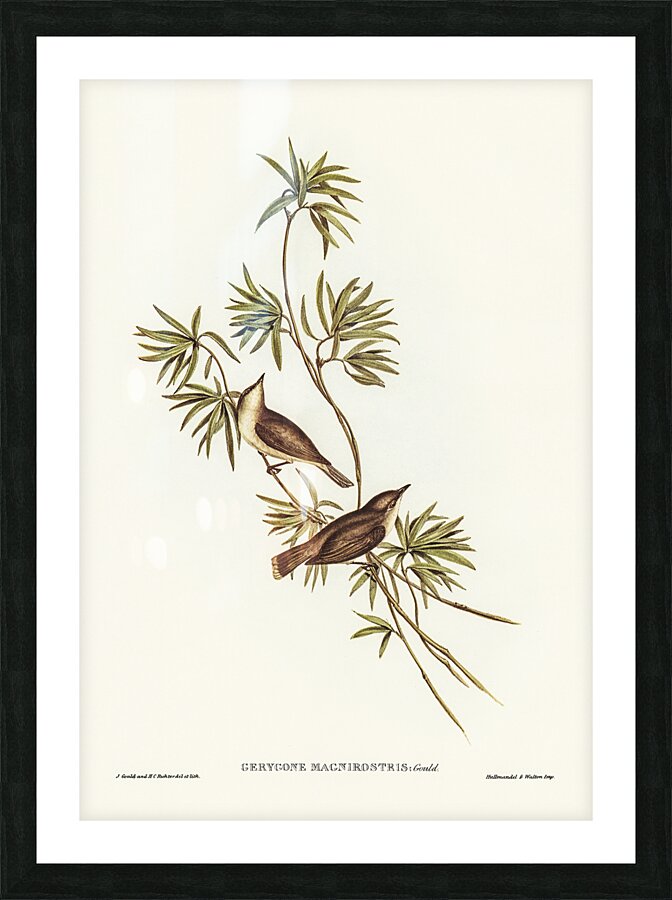 Large Billed Gerygone Picture Frame print