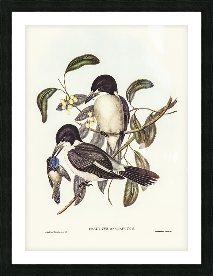 Grey Butcherbird Picture Frame print