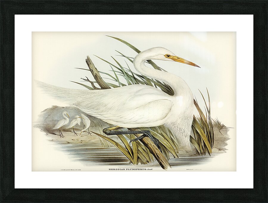 Intermediate Egret Picture Frame print
