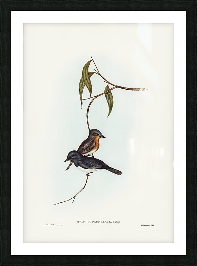 Leaden Flycatcher Picture Frame print
