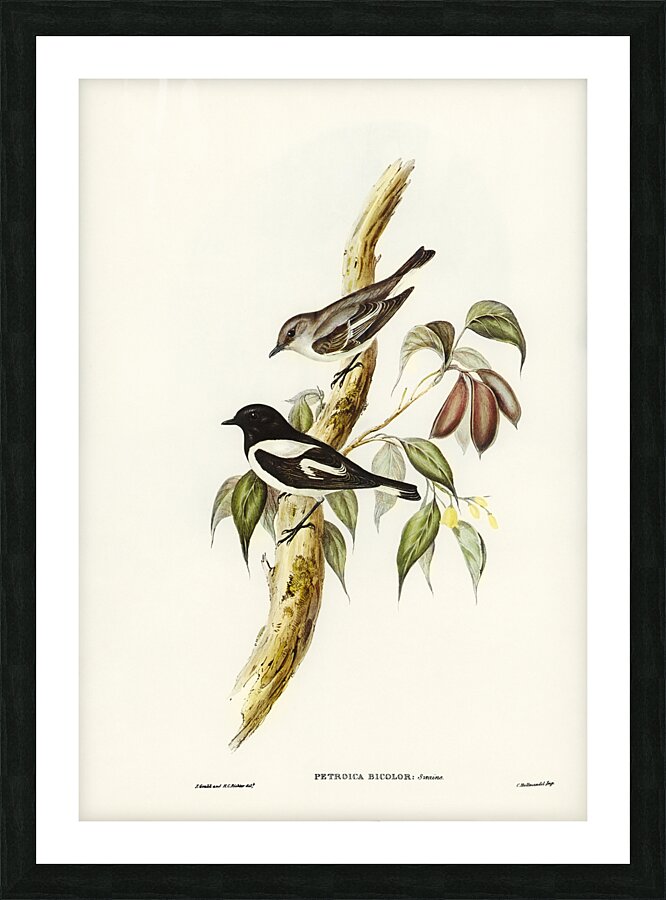 Hooded Robin Picture Frame print