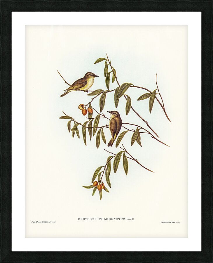 Green Backed Gerygone Picture Frame print
