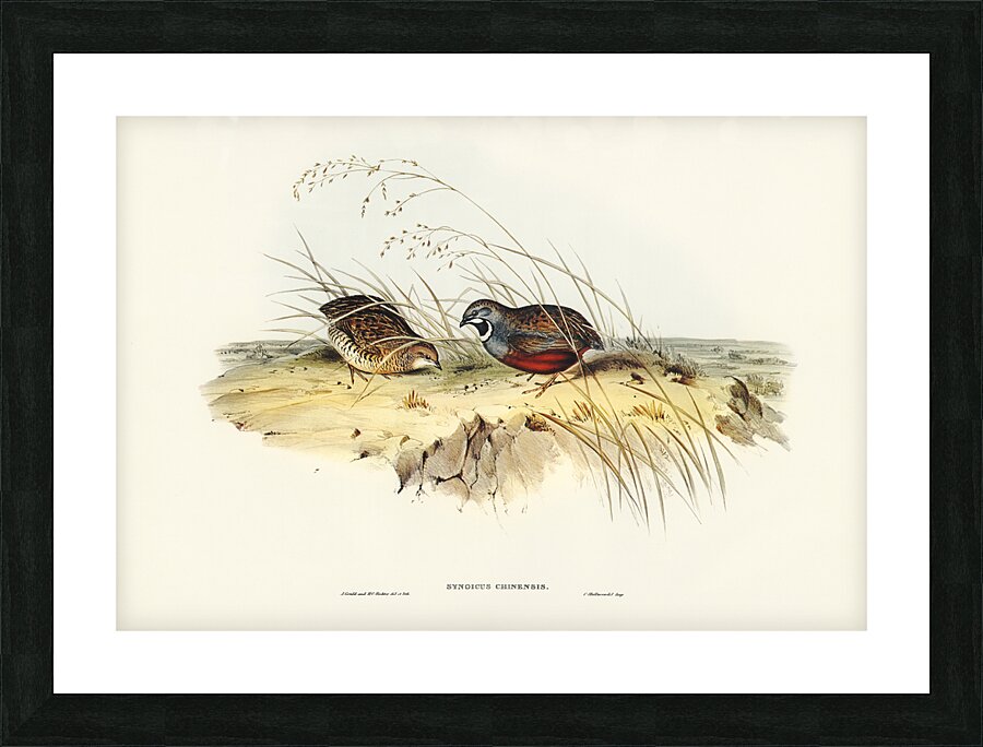 King Quail Picture Frame print