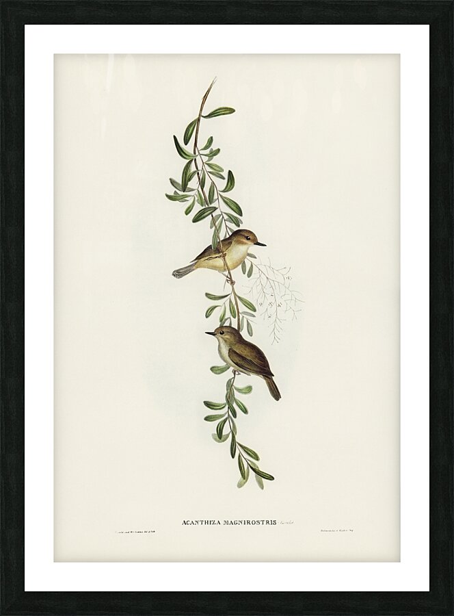 Large Billed Scrubwren Picture Frame print