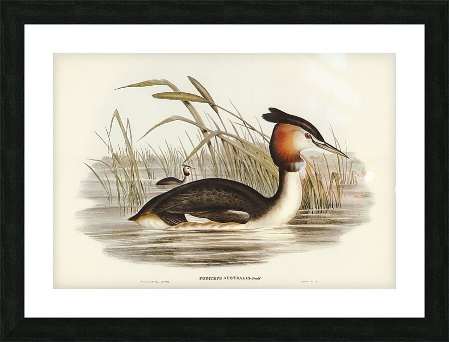 Great Crested Grebe Picture Frame print