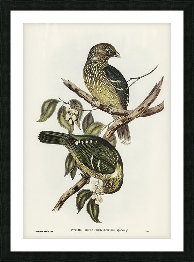 Green Catbird Picture Frame print